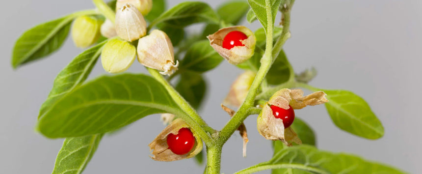 Cose da sapere prima di assumere l’ashwagandha