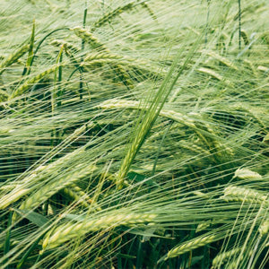 <p>Erba d'orzo in polvere