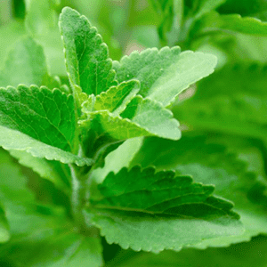 <p>Estratto di stevia<sup>1</sup>