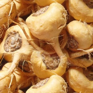 <p>Radice di maca