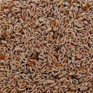 <p>Buccia di semi di psillio indiano