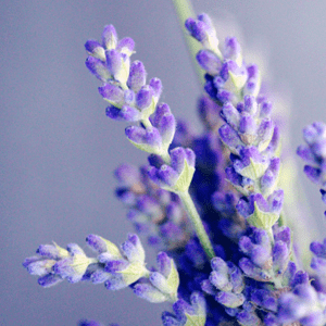<p>Lavanda