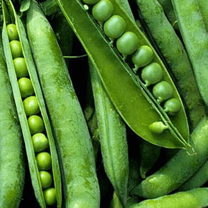 <p>Proteina di pisello