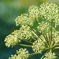 <p>Radice di angelica