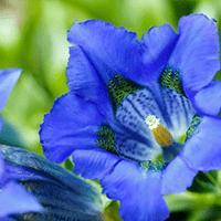 <p>Genziana