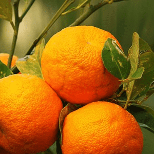 <p>Estratto di arancio amaro con quercetina