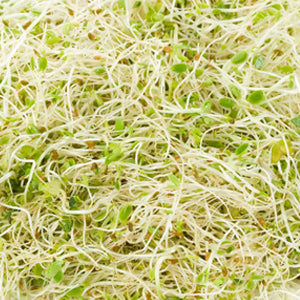 <p>Alfalfa in polvere