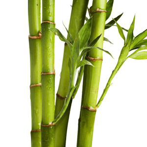 <p>Extracto de bambú