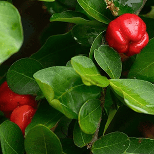 <p>Estratto di acerola